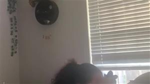 [Warehouse TV] Sneaky latina kept taking bbc even to mom was talking to her behind door  [2024.,Blowjob,Amateur,Latin,Interracial,HD Порно,Verified Amateur,Big Dick]